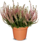 Aktuelle Pflanzen Angebote bei Netto Marken-Discount in Hannover Aktuelles Zweifarbige Besenheide Angebot bei Netto Marken-Discount in Hannover ab 2,49 €