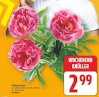 Pfingstrosen für 2,99 € bei E center im Angebot Pfingstrosen im aktuellen E center Prospekt
