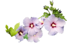 Garteneibisch Hibiscus syriacus im 3,4-Container im Hagebaumarkt Prospekt Garteneibisch Hibiscus syriacus im 3,4-Container von im aktuellen Hagebaumarkt Prospekt für 14,99 €