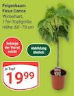 Aktuelles Feigenbaum Angebot bei GLOBUS in Duisburg ab 19,99 €