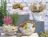 Topf 'Rosenblüte' im Angebot bei toom Baumarkt in Hameln Topf 'Rosenblüte' Angebote bei toom Baumarkt Hameln für 9,99 €