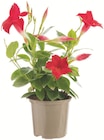 Botanic Anthy-sur-Léman - Promo Dipladénia Promo Dipladénia à 3,99 € dans le catalogue Botanic à Anthy-sur-Léman