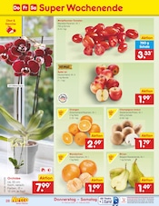 Orchidee im Netto Marken-Discount Prospekt in Dortmund Aktueller Netto Marken-Discount Prospekt mit Orchidee, "Aktuelle Angebote", Seite 42