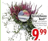 Aktuelles Herbstpflanzen Busch Angebot bei EDEKA in München ab 9,99 €