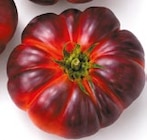 Tomaten Violett im aktuellen Netto mit dem Scottie Prospekt