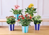 Plantes fleuries - Super U à Besançon Plantes fleuries en promo chez Super U Besançon à 4,99 €