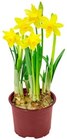 Aktuelle Narzissen Angebote bei Kaufland in Köln Aktuelles Narzisse Angebot bei Kaufland in Köln ab 0,79 €