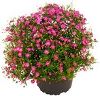 Aktuelle Blumen Angebote bei Penny in Oberhausen Aktuelles Schleierkraut Angebot bei Penny in Oberhausen ab 1,89 €