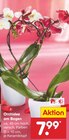 Orchidee am Bogen Angebote bei Netto Marken-Discount Moers für 7,99 €