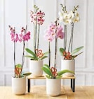 Orchidée 2 tiges - Super U à Bourges Orchidée 2 tiges en promo chez Super U Bourges à 10,99 €