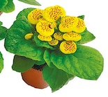 Calceolaria 'Pantoffelblume' bei Netto mit dem Scottie im Lutherstadt Wittenberg Prospekt für 1,99 €