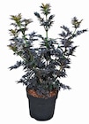Hagebaumarkt Stutensee - Ziergehölze „Farbthema Schwarz“ Angebot im Prospekt Ziergehölze „Farbthema Schwarz“ bei Hagebaumarkt im Stutensee Prospekt für 9,99 €