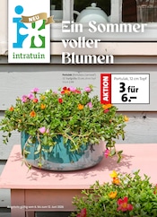 Pflanzen im Intratuin Hildesheim Prospekt in Hildesheim Aktueller Intratuin Hildesheim Prospekt mit Pflanzen, "Ein Sommer voller Blumen", Seite 1