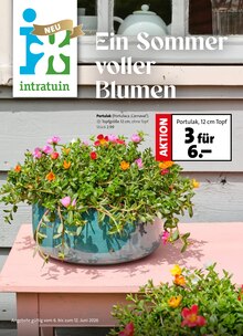 Pflanzen im aktuellen Intratuin Hildesheim Prospekt (Hannover) Pflanzen im Intratuin Hildesheim Prospekt "Ein Sommer voller Blumen" mit 8 Seiten (Hannover)