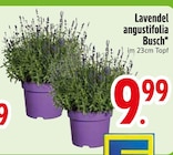 Lavendel angustifolia Busch im Angebot bei EDEKA in Regensburg Lavendel angustifolia Busch Angebote bei EDEKA Regensburg für 9,99 €