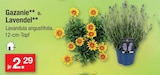 Gazanie Angebote bei Zimmermann Göttingen für 2,29 €