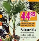 Palmen-Mix Angebote bei Hornbach Lüneburg für 44,95 €