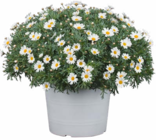 Hagebaumarkt Germering - Margeriten-Busch Angebot im Prospekt Margeriten-Busch bei Hagebaumarkt im Germering Prospekt für 7,99 €