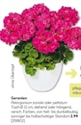 Aktuelle Geranien Angebote bei BayWa Bau- und Gartenmärkte in Nürnberg Aktuelles Geranien Angebot bei BayWa Bau- und Gartenmärkte in Nürnberg ab 2,99 €