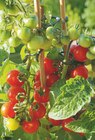toom Baumarkt Wolfsburg - Balkongemüse Angebot im Prospekt Balkongemüse bei toom Baumarkt im Wolfsburg Prospekt für 7,99 €
