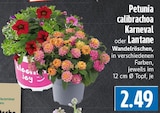 Petunia calibrachoa Karneval oder Lantane Wandelröschen bei EDEKA im Floh-Seligenthal Prospekt für 2,49 €