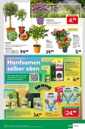 Zimmerpflanzen im BayWa Bau- und Gartenmärkte Prospekt in Reutlingen Aktueller BayWa Bau- und Gartenmärkte Prospekt mit Zimmerpflanzen, "Wunderschne Blütenpracht", Seite 7