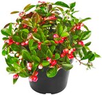 Scheinbeere Angebote bei Penny Frankfurt für 1,69 €