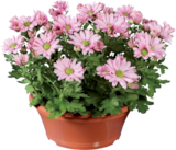 Chrysanthèmes en coupe en promo chez Lidl Épinal à 3,19 €