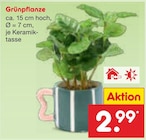 Aktuelles Grünpflanze Angebot bei Netto Marken-Discount in Bremen ab 2,99 €
