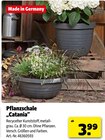 Pflanzschale Catania Angebote bei Hagebaumarkt Rosenheim für 3,99 €