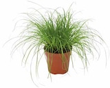 Pflanzen Kölle Dallgow-Döberitz - Katzengras Angebot im Prospekt Katzengras bei Pflanzen Kölle im Dallgow-Döberitz Prospekt für 2,99 €