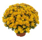 Chrysanthème - Carrefour à Stains Chrysanthème en promo chez Carrefour Stains à 2,89 €