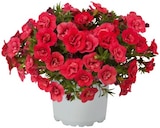 Aktuelle Blumen Angebote bei REWE in Düsseldorf Aktuelles Zauberglöckchen oder Flammendes Käthchen Angebot bei REWE in Düsseldorf ab 1,99 €