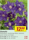 Aktuelles Clematis Angebot bei toom Baumarkt in Oldenburg ab 12,99 €