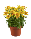 Chrysanthème collection en promo chez Lidl Ris-Orangis à 3,39 €