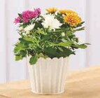 Chrysanthème Tricolore - Super U à Valenciennes Chrysanthème Tricolore en promo chez Super U Valenciennes à 4,99 €