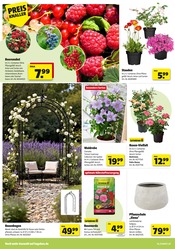 Aktueller Hagebaumarkt Prospekt mit Stauden, "LASS DEN SÜDEN BEI DIR EINZIEHEN", Seite 4