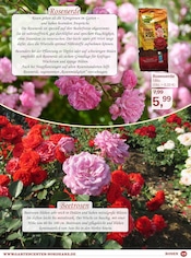 Aktueller Garten-Center Nordharz GmbH & Co. KG Prospekt mit Pflanzenerde, "Rosenreich", Seite 13
