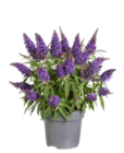 Baum im OBI Prospekt ZWERGSOMMERFLIEDER „BUTTERFLY CANDY“ im aktuellen OBI Prospekt für 14,99 €