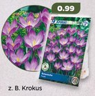 Krokus im Netto mit dem Scottie Prospekt Krokus im aktuellen Netto mit dem Scottie Prospekt für 0,99 €