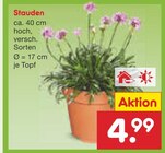 Netto Marken-Discount Tirschenreuth - Stauden Angebot im Prospekt Stauden bei Netto Marken-Discount im Tirschenreuth Prospekt für 4,99 €