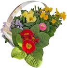 Aktuelle Blumen Angebote bei REWE in Kassel Aktuelles Frühlingsstarter Angebot bei REWE in Kassel ab 5,79 €