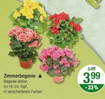 Zimmerbegonie von  im aktuellen V-Markt Prospekt für 3,99 €