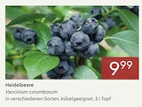 Heidelbeere von  im aktuellen Pflanzen Kölle Prospekt für 9,99 €