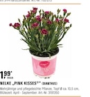 Nelke „Pink Kisses“ von  im aktuellen OBI Prospekt für 1,99 €