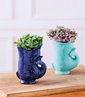 Plantes vertes - Super U à Épinal Plantes vertes en promo chez Super U Épinal à 7,99 €