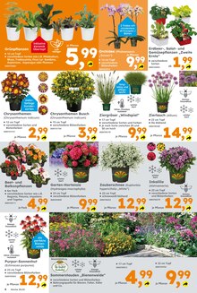 Hortensie im aktuellen Globus-Baumarkt Prospekt (Leipzig) Hortensie im Globus-Baumarkt Prospekt "Immer eine Idee besser" mit 16 Seiten (Leipzig)