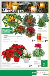 Weihnachtsstern im BayWa Bau- und Gartenmärkte Prospekt in Ansbach Aktueller BayWa Bau- und Gartenmärkte Prospekt mit Weihnachtsstern, "Hier bin ich gern", Seite 24