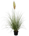 Pampasgras im aktuellen OBI Prospekt