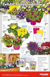 Blumentopf Angebot im aktuellen Hellweg Prospekt auf Seite 15